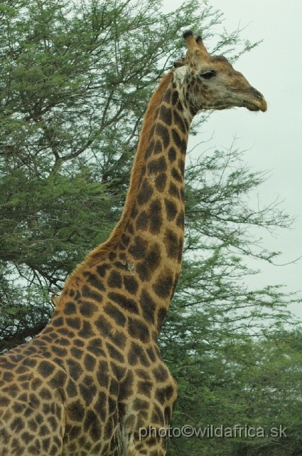 puku rsa 050.jpg - Southern or Cape Gifaffe (Giraffa camelopardalis giraffa)
